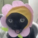 cat_1