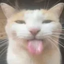 g_sillycat