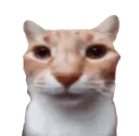 catstare
