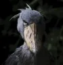 shoebillpart1