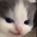 mischief mischief