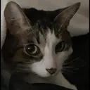 4931catstare Discord Emoji