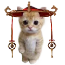 scaracatstanding