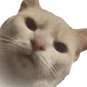 catjupiter Discord Emoji
