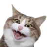 catsmile2