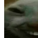 xd