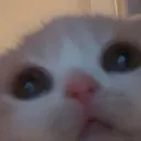 s_kittystare
