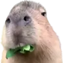 Capymuncher
