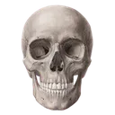 skullol