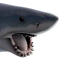 sharkpoggers