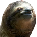 sloth3