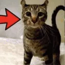 him