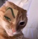 cateyebrows