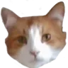 zamscat zamscat