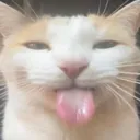 catt