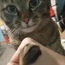 shake shake