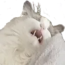 sleepyCat sleepyCat
