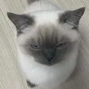 angycat