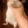 ratchoke