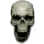 skull skull