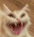 crazy_cat