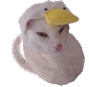 Hunting Cat Bean Discord Emoji