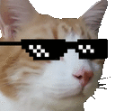 catCuteSwag