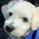 Harleylookingdifferent