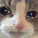 sadcat Discord Emoji