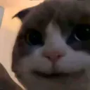 Catsmirk CatSmirk Discord Emoji