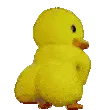 DuckThicc