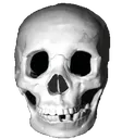 skull_realistic