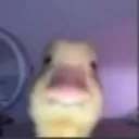 TheRockyDuck Discord Emoji