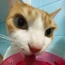 gatowateryum