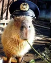 cappybara cappybara