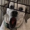 pogdog