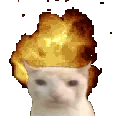 cat_mind_blown