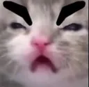 AngryKitten
