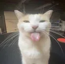 bleh
