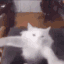 Cat_dance Discord emoji
