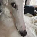 2DogStare