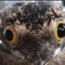 birbstare
