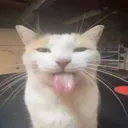 catgoturtongue catgoturtongue
