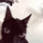 catshake