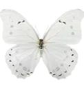 a_butterfly