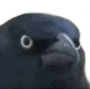 CrowOfJudgement CrowOfJudgement