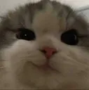catlilman Discord Emoji