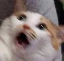 YT021