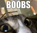 boobs