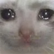 SadCat